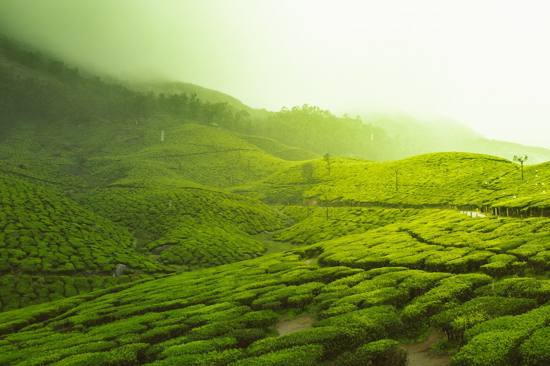 Unveiling the Power of Green Tea