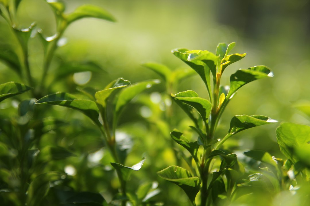 Green Tea Metabolism