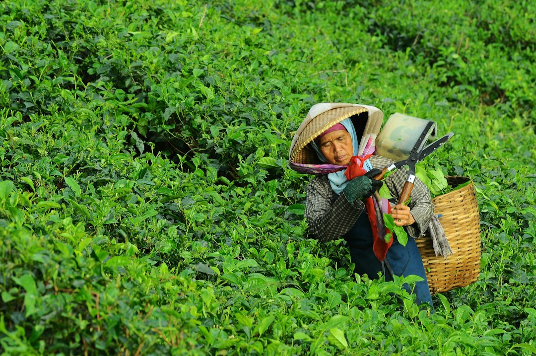 Green Tea While Fasting
