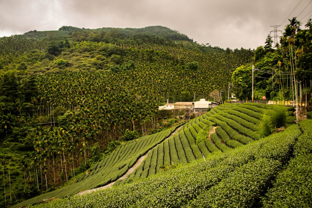 Which Green Tea Is Best For Weight Loss