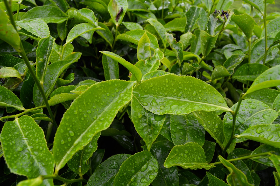 Advantage Of Green Tea
